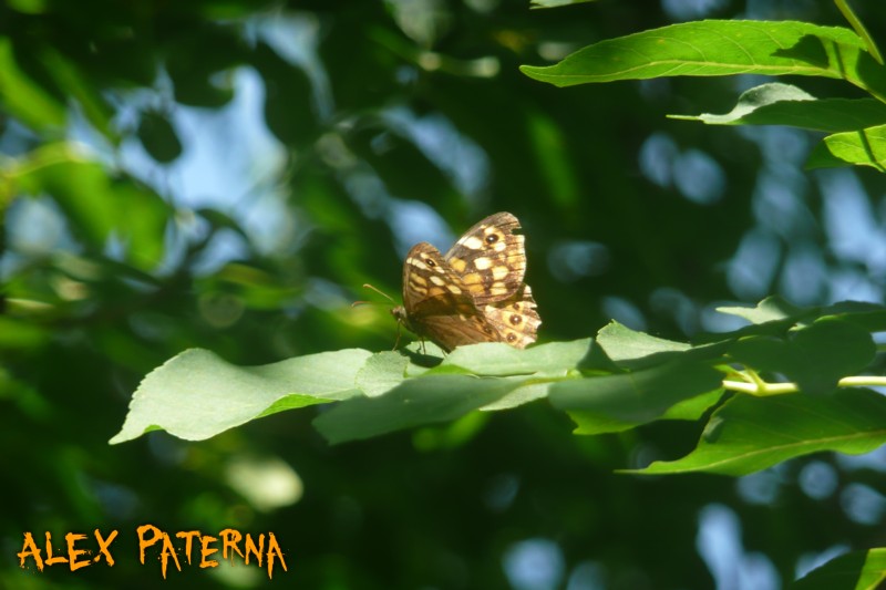 Alcune farfalle di bosco